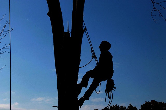 Arborist and Military: Discipline, Precision, and Purpose in Tree Care Arborist and Military: Discipline, Precision, and Purpose in Tree Care
